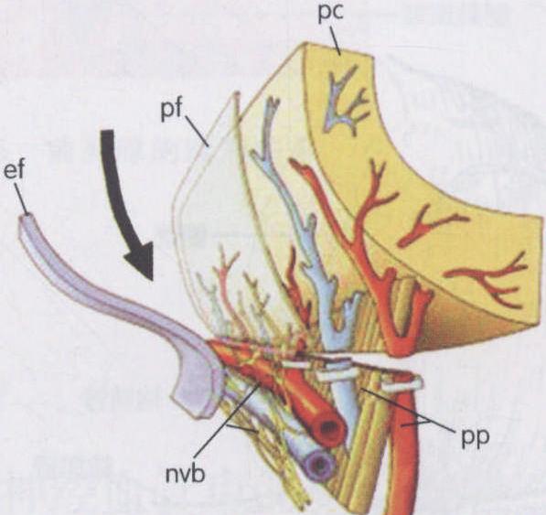 保留性神经的前列腺根治切除术